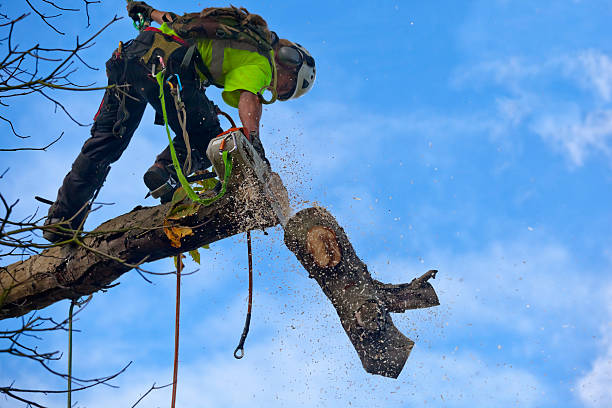 Best Stump Grinding and Removal  in Ramona, CA